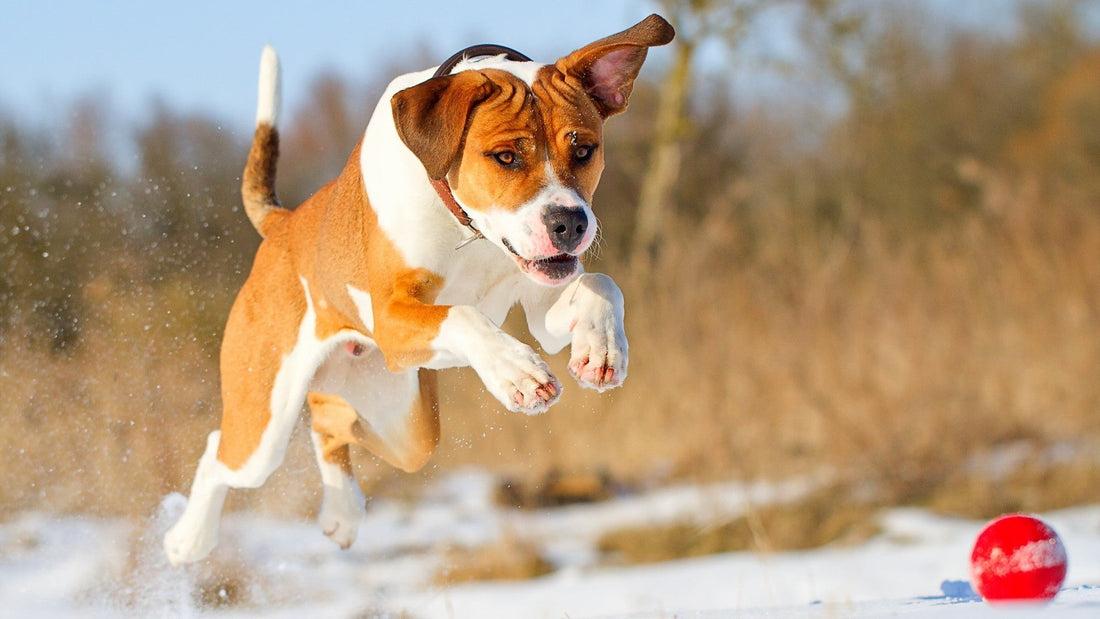 How to Take Care of Your Pet in the Winter - TailWaggers