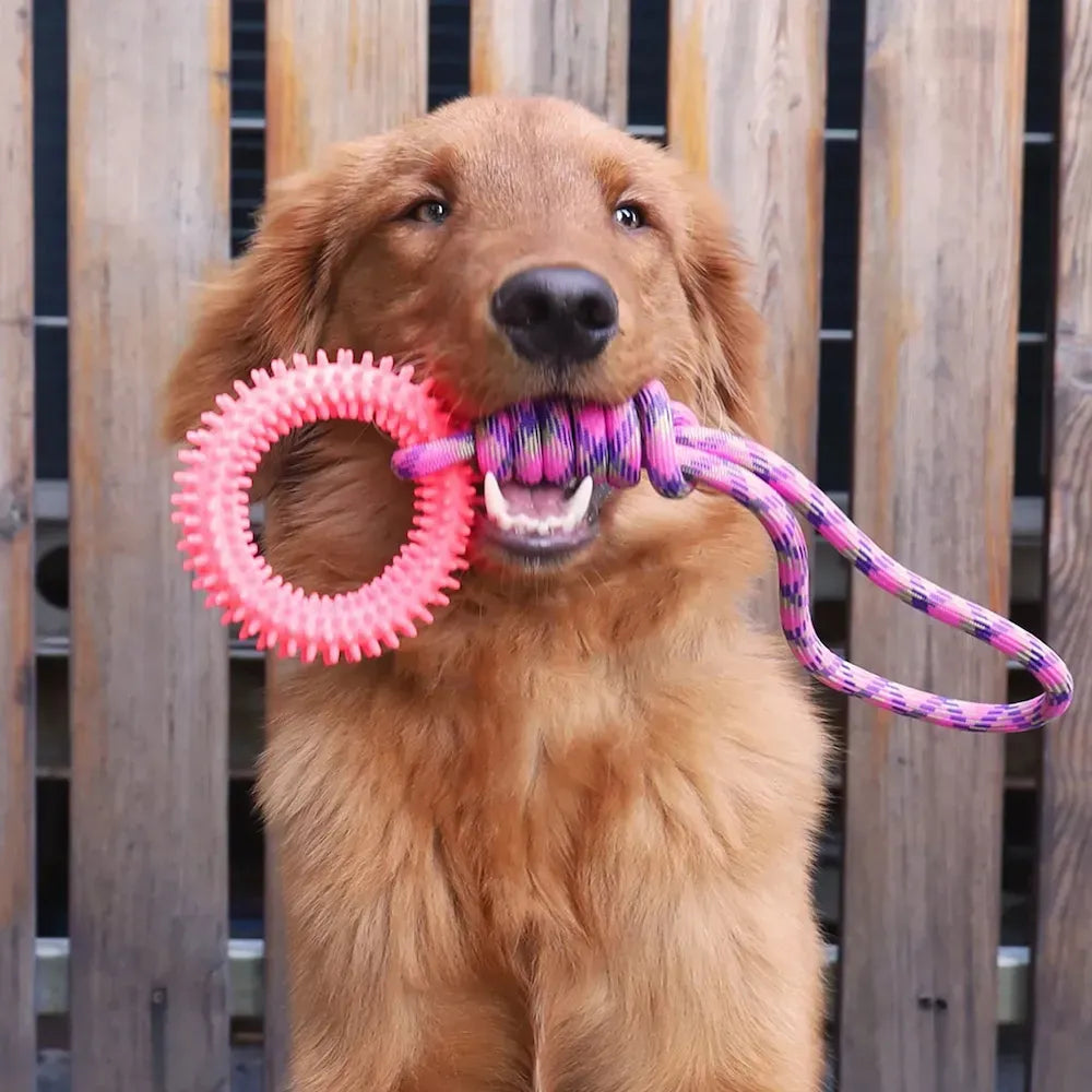 Interactive Pet Toy Ring