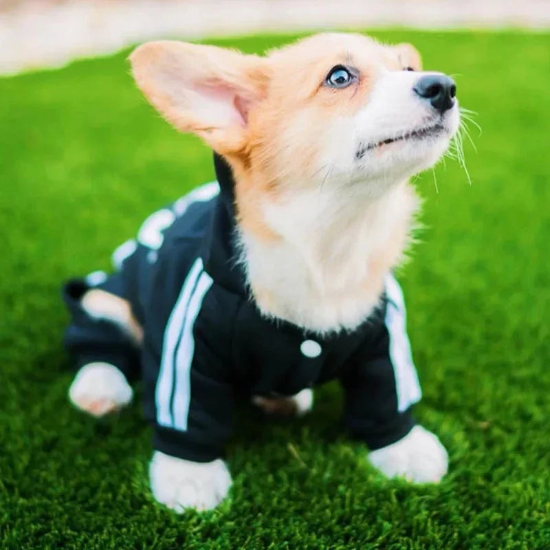 Dog Jumpsuit Outfit