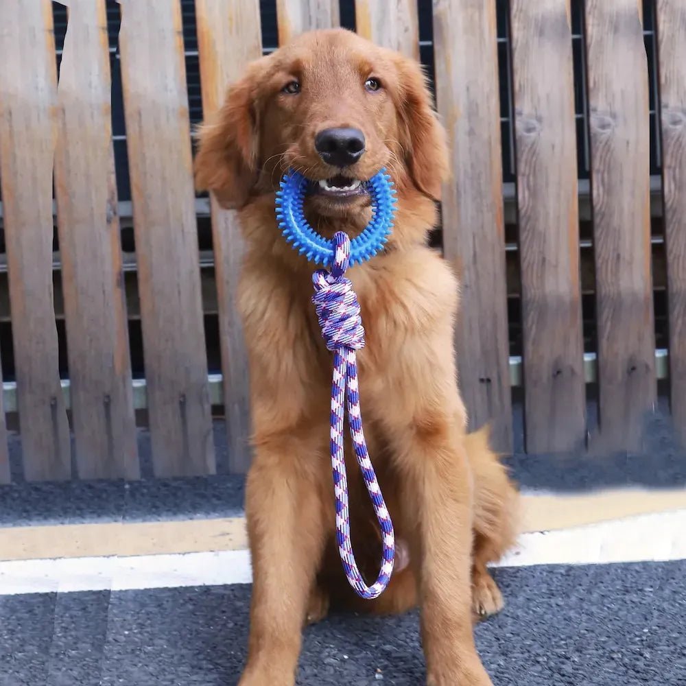 Interactive Pet Toy Ring - TailWaggers