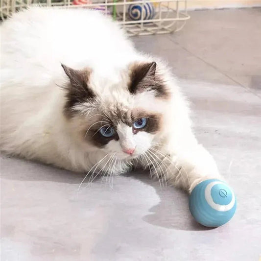 Magic Cat Ball Toy - TailWaggers